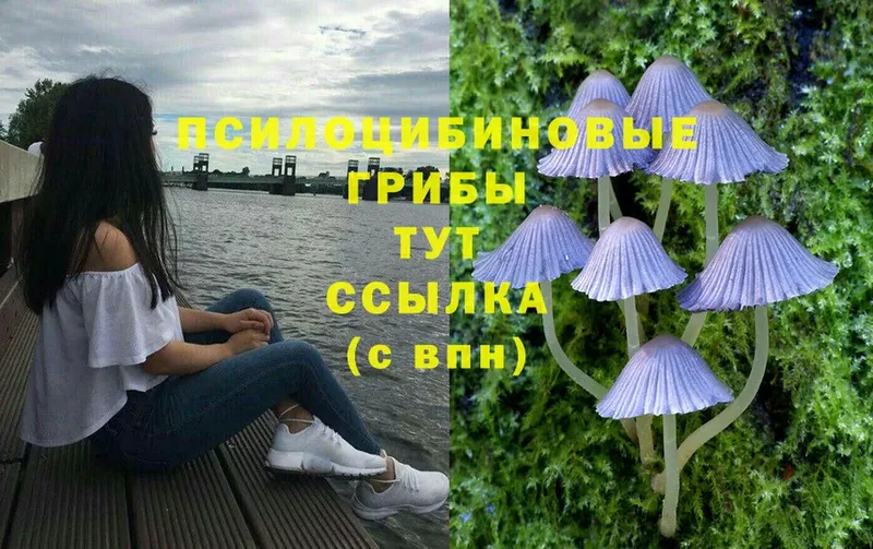 Галлюциногенные грибы Psilocybine cubensis  Духовщина 